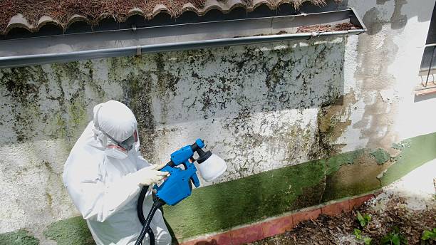 Trusted Attic Mold Removal service in Lewisburg, KY - Cheap Mold Removal